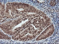 PDE4B Mouse anti-Human, Mouse, Clone: OTI1D12, liquid, TrueMAB 100 &mu;L;