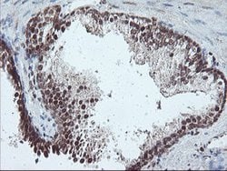 PDE4B Mouse anti-Human, Mouse, Clone: OTI1D12, lyophilized, TrueMAB 100