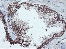 PDE4B Mouse anti-Human, Mouse, Clone: OTI1D12, liquid, TrueMAB 100 &mu;L;