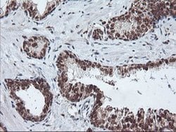PDE4B Mouse anti-Human, Mouse, Clone: OTI1D12, liquid, TrueMAB 100 &mu;L;