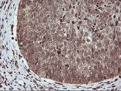 PDE4B Mouse anti-Human, Mouse, Clone: OTI1D12, liquid, TrueMAB 100 &mu;L;