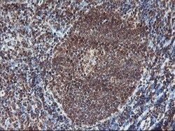 PDE4B Mouse anti-Human, Mouse, Clone: OTI1D12, lyophilized, TrueMAB 100