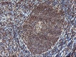 PDE4B Mouse anti-Human, Mouse, Clone: OTI1D12, liquid, TrueMAB 100 &mu;L;
