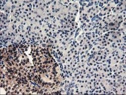 PDE4B Monoclonal Antibody (OTI3A10), TrueMAB , OriGene 100 &mu;L; Unconjugated:Antibodies,
