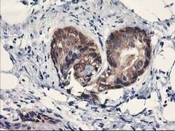 PDE4B Monoclonal Antibody (OTI3A10), TrueMAB , OriGene 100 &mu;L; Unconjugated:Antibodies,