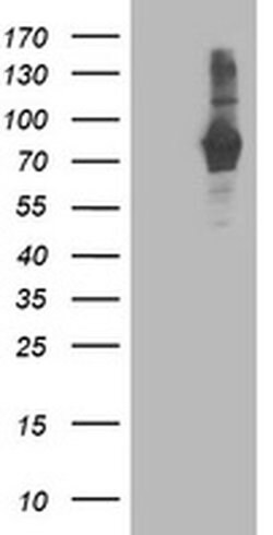 PDE4B Monoclonal Antibody (OTI2B6), TrueMAB , OriGene:Antibodies:Primary