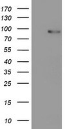 PDE4B Mouse anti-Human, Mouse, Clone: OTI1D12, lyophilized, TrueMAB 100