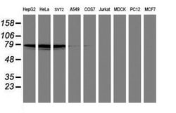 PDE4B Mouse anti-Human, Mouse, Clone: OTI1D12, lyophilized, TrueMAB 100