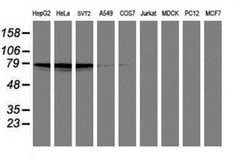 PDE4B Mouse anti-Human, Mouse, Clone: OTI1D12, liquid, TrueMAB 100 &mu;L;