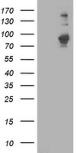 PDE4B Mouse anti-Human, Clone: OTI3B12, lyophilized, TrueMAB 100 &mu;g | Buy Online | Origene Technologies | Fisher Scientific
