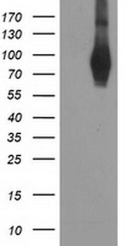 PDE4B Monoclonal Antibody (OTI3A10), TrueMAB , OriGene 100 &mu;L; Unconjugated:Antibodies,