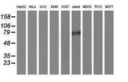 PDE4B Monoclonal Antibody (OTI3A10), TrueMAB , OriGene 100 &mu;L; Unconjugated:Antibodies,