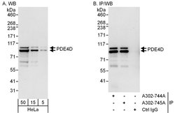 PDE4D Rabbit anti-Human, Polyclonal, Bethyl Laboratories 100 &mu;L; Unconjugated:Antibodies,