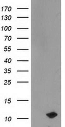 PDE6G Monoclonal Antibody (OTI1F3), TrueMAB , OriGene:Antibodies:Primary