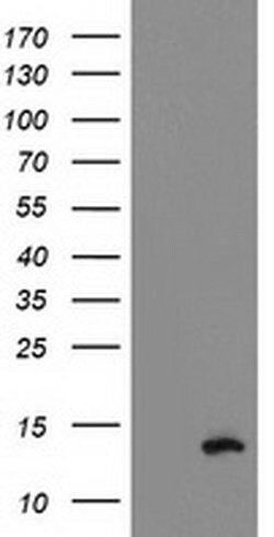 PDE6G Monoclonal Antibody (OTI1E11), TrueMAB , OriGene 100 &mu;L; Unconjugated:Antibodies,