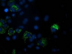 PDF Mouse anti-Human, Clone: OTI3C12, liquid, TrueMAB 100 &mu;L; Unconjugated:Antibodies,