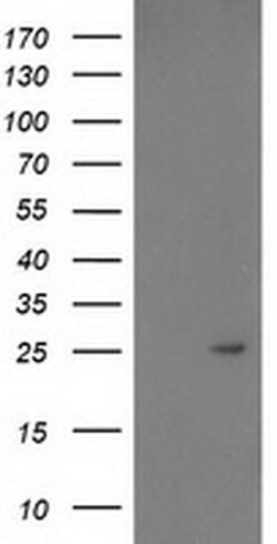 PDF Mouse anti-Human, Clone: OTI3C12, liquid, TrueMAB 100 &mu;L; Unconjugated:Antibodies,