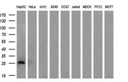 PDF Mouse anti-Human, Clone: OTI3C12, liquid, TrueMAB 100 &mu;L; Unconjugated:Antibodies,