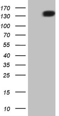 PDGFRA Mouse anti-Human, Clone: OTI4E7, lyophilized, TrueMAB 100 &mu;g;