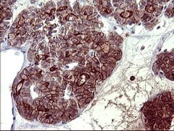 PDGFRB Mouse anti-Human, Clone: OTI1E8, liquid, TrueMAB 100 &mu;L; Unconjugated:Antibodies,