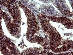 PDGFRB Mouse anti-Human, Clone: OTI1E8, liquid, TrueMAB 100 &mu;L; Unconjugated:Antibodies,