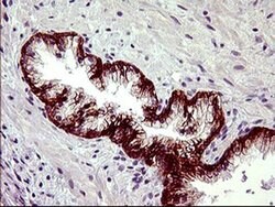 PDGFRB Mouse anti-Human, Clone: OTI1E8, liquid, TrueMAB 100 &mu;L; Unconjugated:Antibodies,