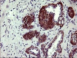 PDGFRB Mouse anti-Human, Clone: OTI1E8, liquid, TrueMAB 100 &mu;L; Unconjugated:Antibodies,
