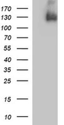 PDGFRB Mouse anti-Human, Clone: OTI1E8, liquid, TrueMAB 100 &mu;L; Unconjugated:Antibodies,