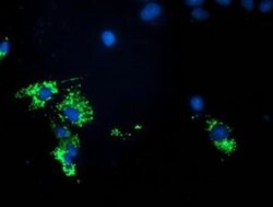 PDHA1 Monoclonal Antibody (OTI2B10), TrueMAB , OriGene:Antibodies:Primary