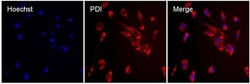 Invitrogen PDI Monoclonal Antibody (RL90) 100 &mu;L; Unconjugated:Antibodies,