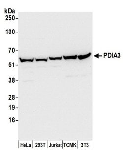 PDIA3/ERp57 Polyclonal Antibody, Bethyl Laboratories 20 &mu;L; Unconjugated:Antibodies,