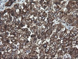 PDIA3 Monoclonal Antibody (OTI4D7), TrueMAB , OriGene 100 &mu;L; Unconjugated:Antibodies,