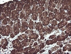 PDIA3 Monoclonal Antibody (OTI4D7), TrueMAB , OriGene 100 &mu;L; Unconjugated:Antibodies,