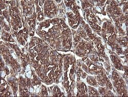 PDIA3 Monoclonal Antibody (OTI4D7), TrueMAB , OriGene 100 &mu;L; Unconjugated:Antibodies,