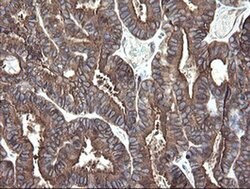 PDIA3 Monoclonal Antibody (OTI4D7), TrueMAB , OriGene 100 &mu;L; Unconjugated:Antibodies,
