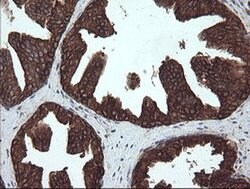 PDIA3 Monoclonal Antibody (OTI4D7), TrueMAB , OriGene 100 &mu;L; Unconjugated:Antibodies,