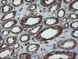 PDIA3 Monoclonal Antibody (OTI4D7), TrueMAB , OriGene 100 &mu;L; Unconjugated:Antibodies,