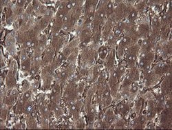 PDIA3 Monoclonal Antibody (OTI4D7), TrueMAB , OriGene 100 &mu;L; Unconjugated:Antibodies,