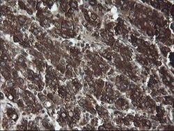 PDIA3 Monoclonal Antibody (OTI4D7), TrueMAB , OriGene 100 &mu;L; Unconjugated:Antibodies,