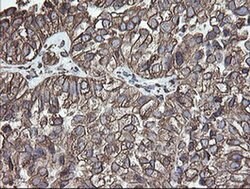 PDIA3 Monoclonal Antibody (OTI3H5), TrueMAB , OriGene 30 &mu;L; Unconjugated:Antibodies,