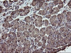 PDIA3 Monoclonal Antibody (OTI3H5), TrueMAB , OriGene 30 &mu;L; Unconjugated:Antibodies,
