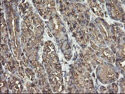 PDIA3 Monoclonal Antibody (OTI3H5), TrueMAB , OriGene 30 &mu;L; Unconjugated:Antibodies,