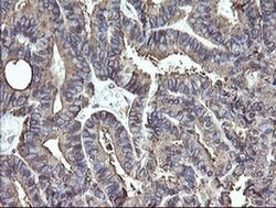 PDIA3 Monoclonal Antibody (OTI3H5), TrueMAB , OriGene 30 &mu;L; Unconjugated:Antibodies,