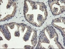 PDIA3 Monoclonal Antibody (OTI3H5), TrueMAB , OriGene 30 &mu;L; Unconjugated:Antibodies,