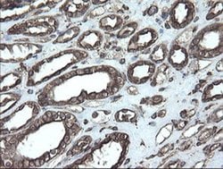 PDIA3 Monoclonal Antibody (OTI3H5), TrueMAB , OriGene:Antibodies:Primary