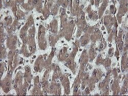 PDIA3 Monoclonal Antibody (OTI3H5), TrueMAB , OriGene 30 &mu;L; Unconjugated:Antibodies,