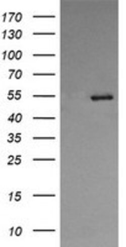 PDIA3 Mouse anti-Human, Clone: OTI4D7, lyophilized, TrueMAB 100 &mu;g;