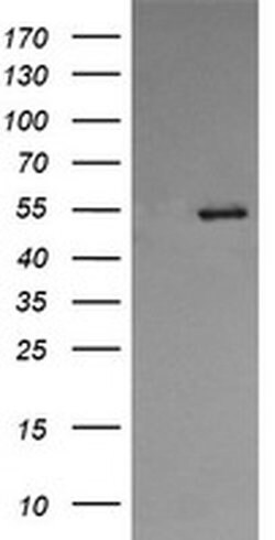 PDIA3 Monoclonal Antibody (OTI4D7), TrueMAB , OriGene 100 &mu;L; Unconjugated:Antibodies,