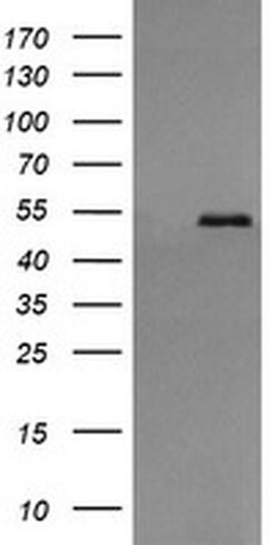 PDIA3 Monoclonal Antibody (OTI3H5), TrueMAB , OriGene 30 &mu;L; Unconjugated:Antibodies,
