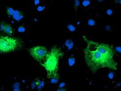 PDIA4 Mouse anti-Human, Clone: OTI2E11, lyophilized, TrueMAB 100 &mu;g;